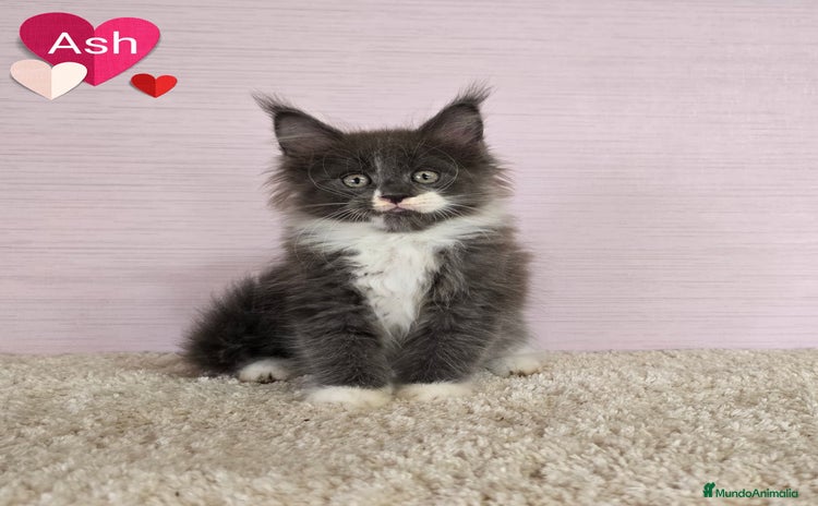 Maine Coon gatos - Anuncio 1