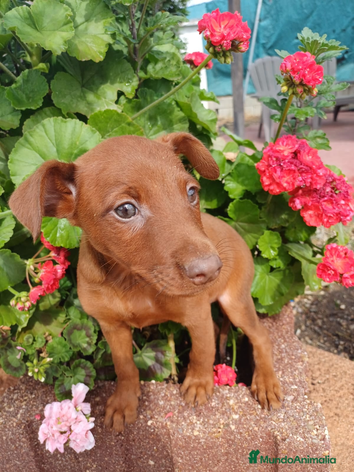 Pinscher Miniatura perros Mini pinche rojo macho  - Anuncio 1