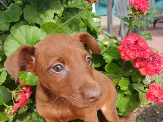 Pinscher Miniatura perros Mini pinche rojo macho - Anuncio 1