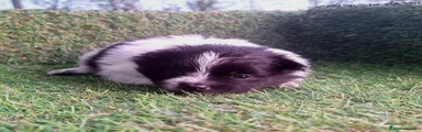 Pomerania Cachorro 4