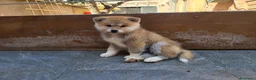Akita Inu perros en venta: Preciosa Camada de Akita Inu - Anuncio 6