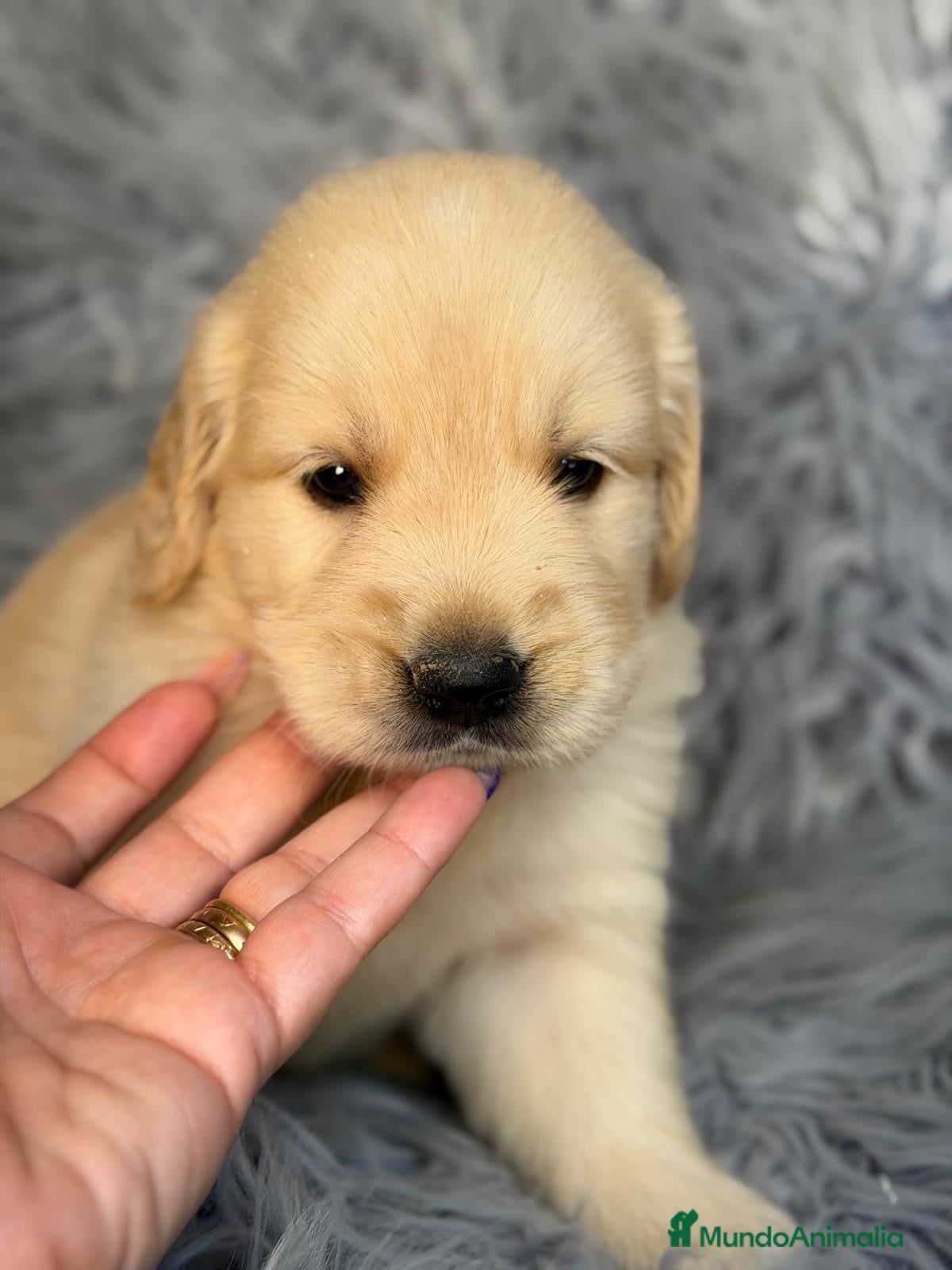 Golden Retriever perros en venta: Golden retriever macho - Anuncio 2