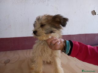 Perro Crestado Chino perros Crestados Chinos en Sevilla - Anuncio 3
