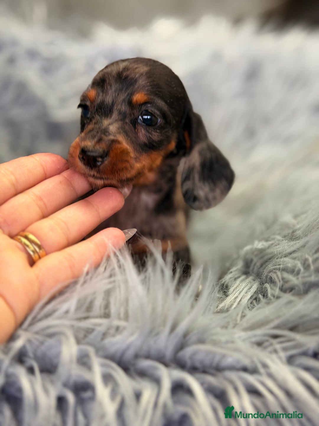 Teckel Miniatura perros en venta: Teckel Arlequin Kaninchen  - Anuncio 6