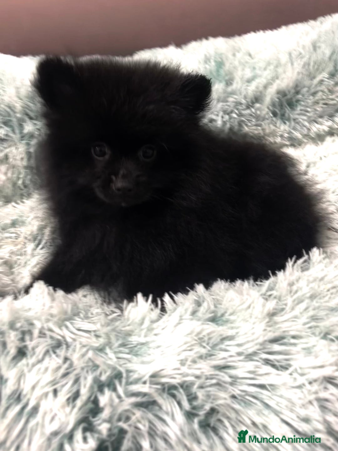 Pomerania perros en venta: Pomerania  - Anuncio 4