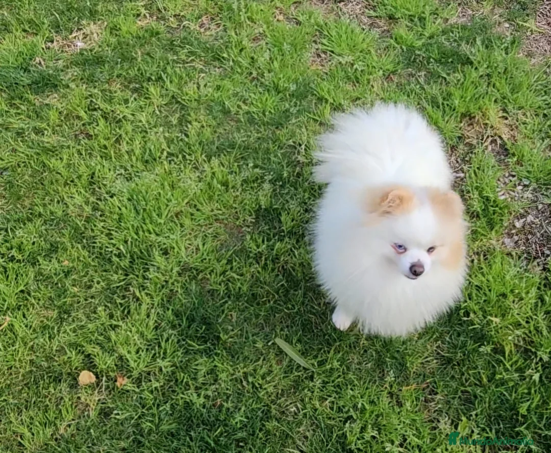 Pomerania perros en venta: POMERANIA JOVEN OJO AZUL - Anuncio 6