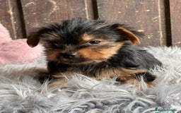 Yorkshire Terrier perros en venta: Yorkshire  - Imagen 2