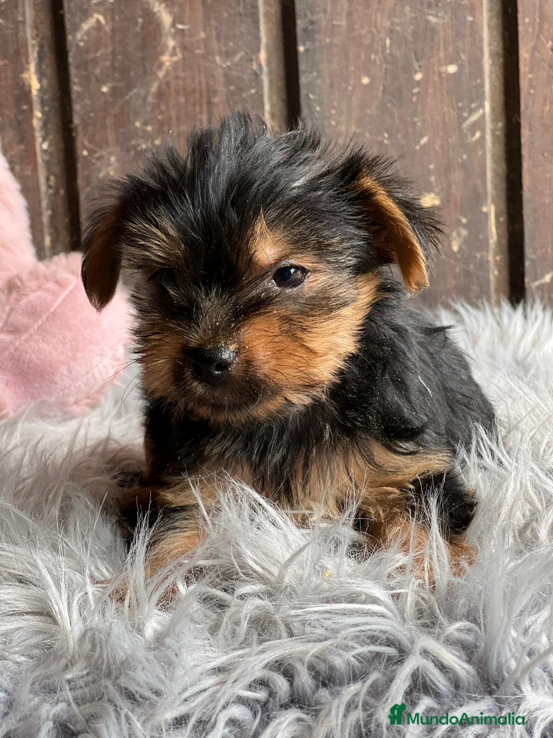 Yorkshire Terrier perros en venta: Yorkshire  - Imagen 2
