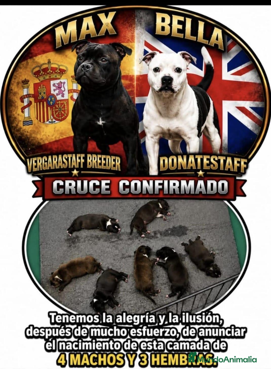 Staffordshire Bull Terrier perros Cachorros de Staffordshire bull terrier  - Anuncio 5