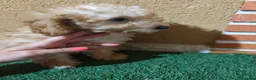 Caniche Toy perros en venta: Caniche toy 🧡 listo para entregar - Anuncio 2