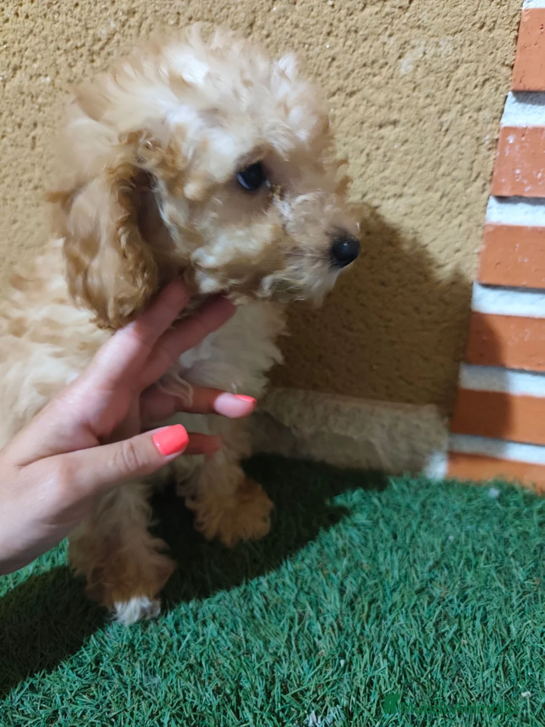 Caniche Toy perros en venta: Caniche toy 🧡 listo para entregar - Anuncio 2