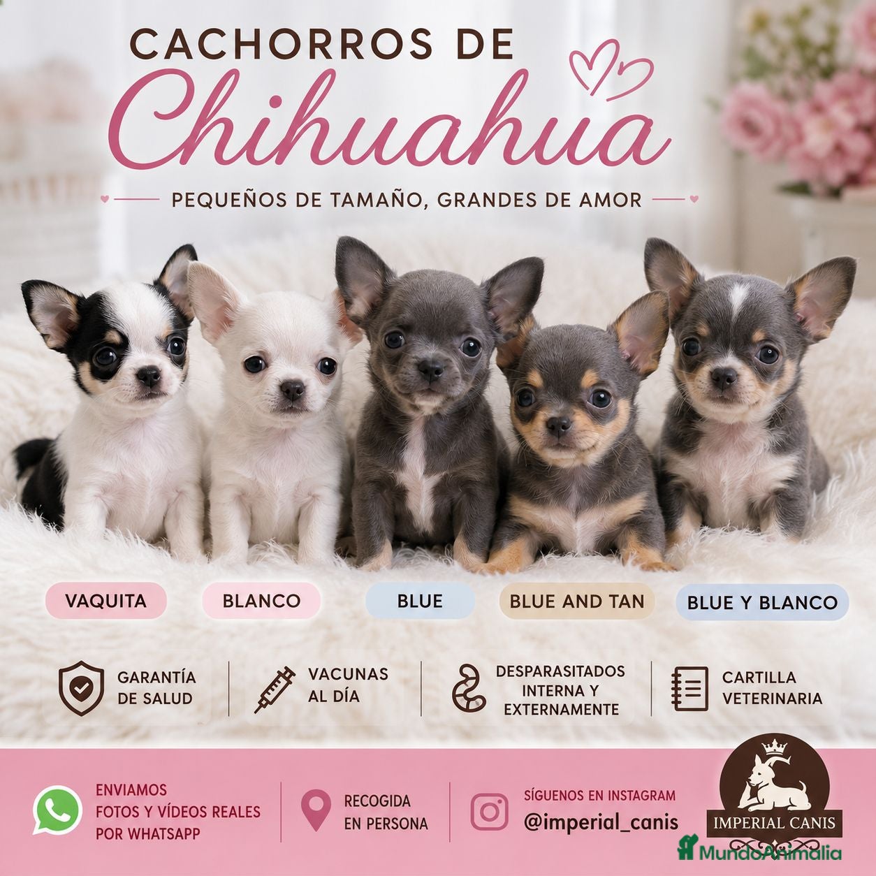 Chihuahua perros Chihuahua disponibles 🌟 - Anuncio 2