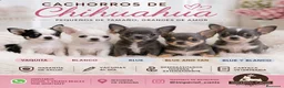 Chihuahua perros en venta: Chihuahua disponibles 🌟 en Madrid - Anuncio 1