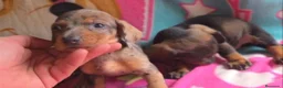 Teckel perros en venta: Teckel Arlequínes y Negros fuego - Anuncio 3