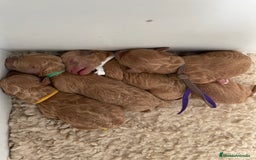 Caniche Toy perros en venta: Caniche toy  - Imagen 2