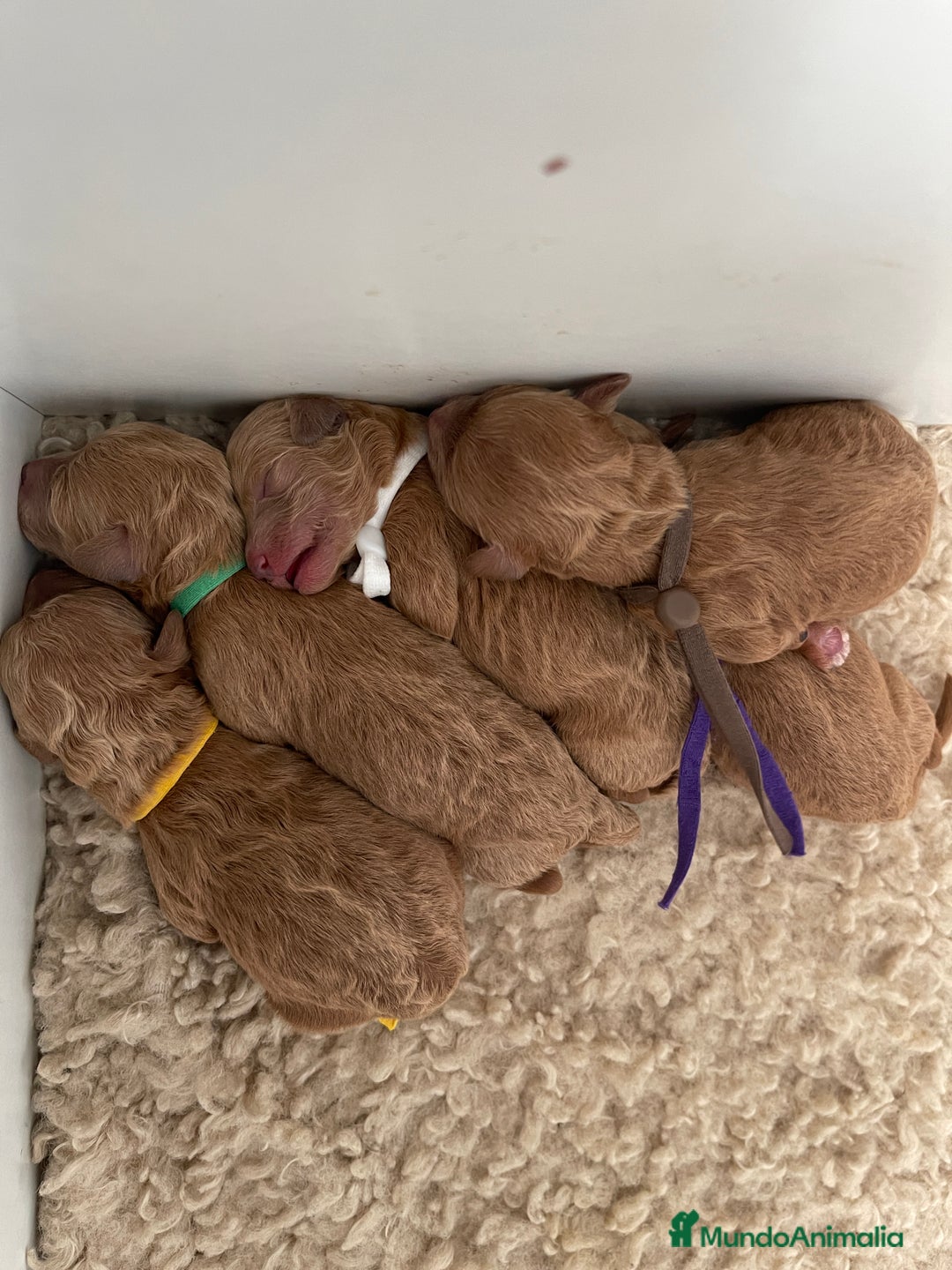 Caniche Toy perros en venta: Caniche toy  - Imagen 2