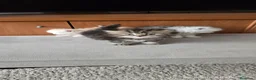 Persa gatos en venta: Gatos persas chinchilla silver  - Anuncio 6