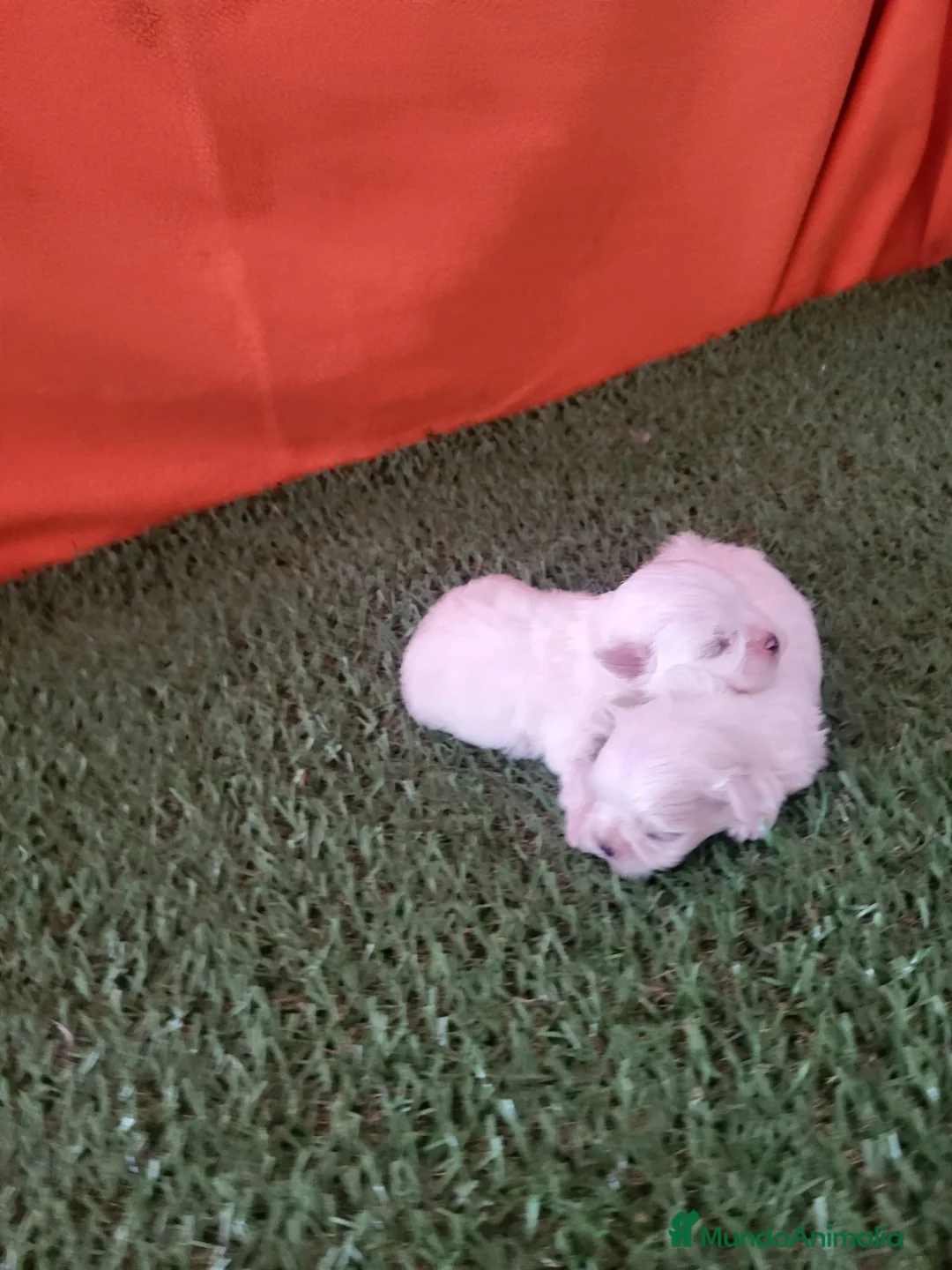 Bichón Maltés perros en venta: Bichon Maltés  - Anuncio 3