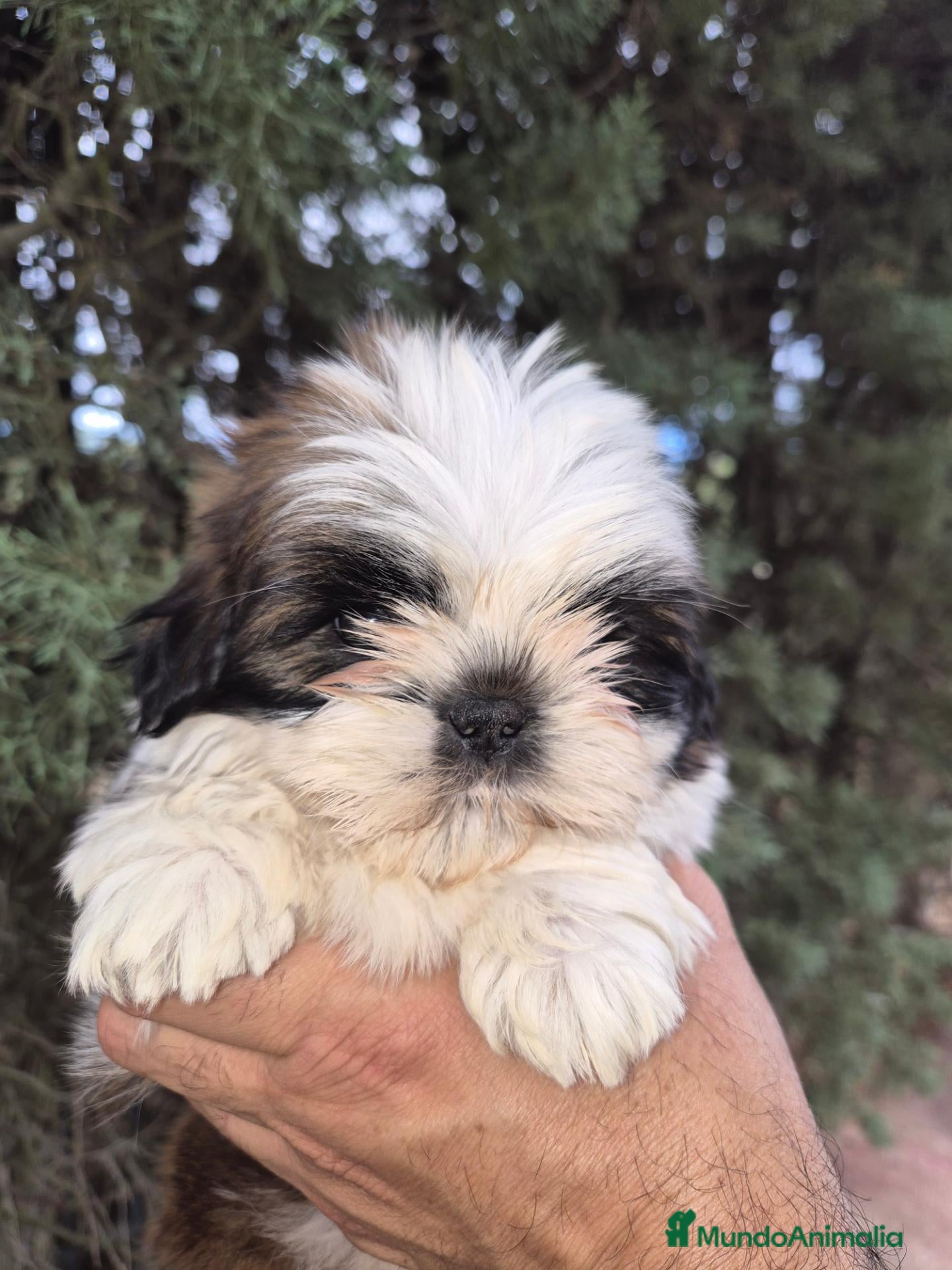 Shih Tzu perros Shih tzus - Anuncio 5
