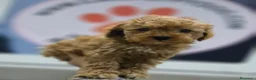 Raza Mixta perros en venta: CANICHE MACHO INIGUALABLES - Anuncio 3