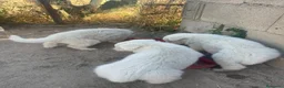 Pastor Blanco Suizo perros en venta: Pastor Suizos de Calidad  - Anuncio 4