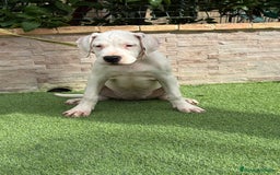Dogo Argentino perros en venta: Cachorras dogas argentinas  - Imagen 7