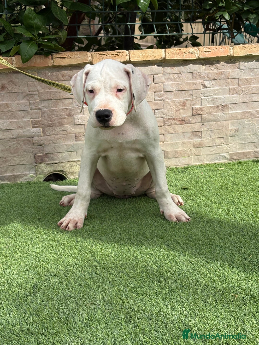 Dogo Argentino perros en venta: Cachorras dogas argentinas  - Imagen 7