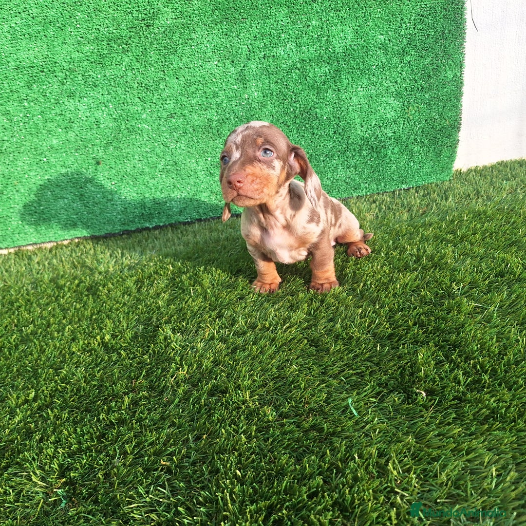 Teckel Miniatura perros en venta: TECKEL MINIATURA & KANINCHEN  - Anuncio 1