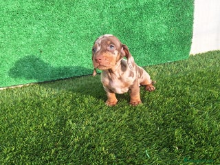 Teckel Miniatura perros TECKEL MINIATURA & KANINCHEN - Anuncio 2