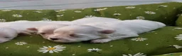 Bichón Maltés perros en venta: Bichón maltes - Anuncio 6