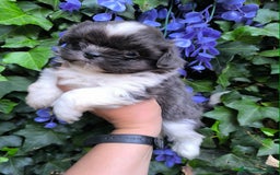 Shih Tzu perros en venta: Shih tzu - Imagen 2