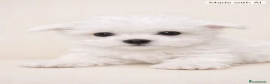 Bichón Maltés 1