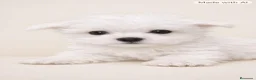 Bichón Maltés perros en venta: Bichon Maltes  - Anuncio 2