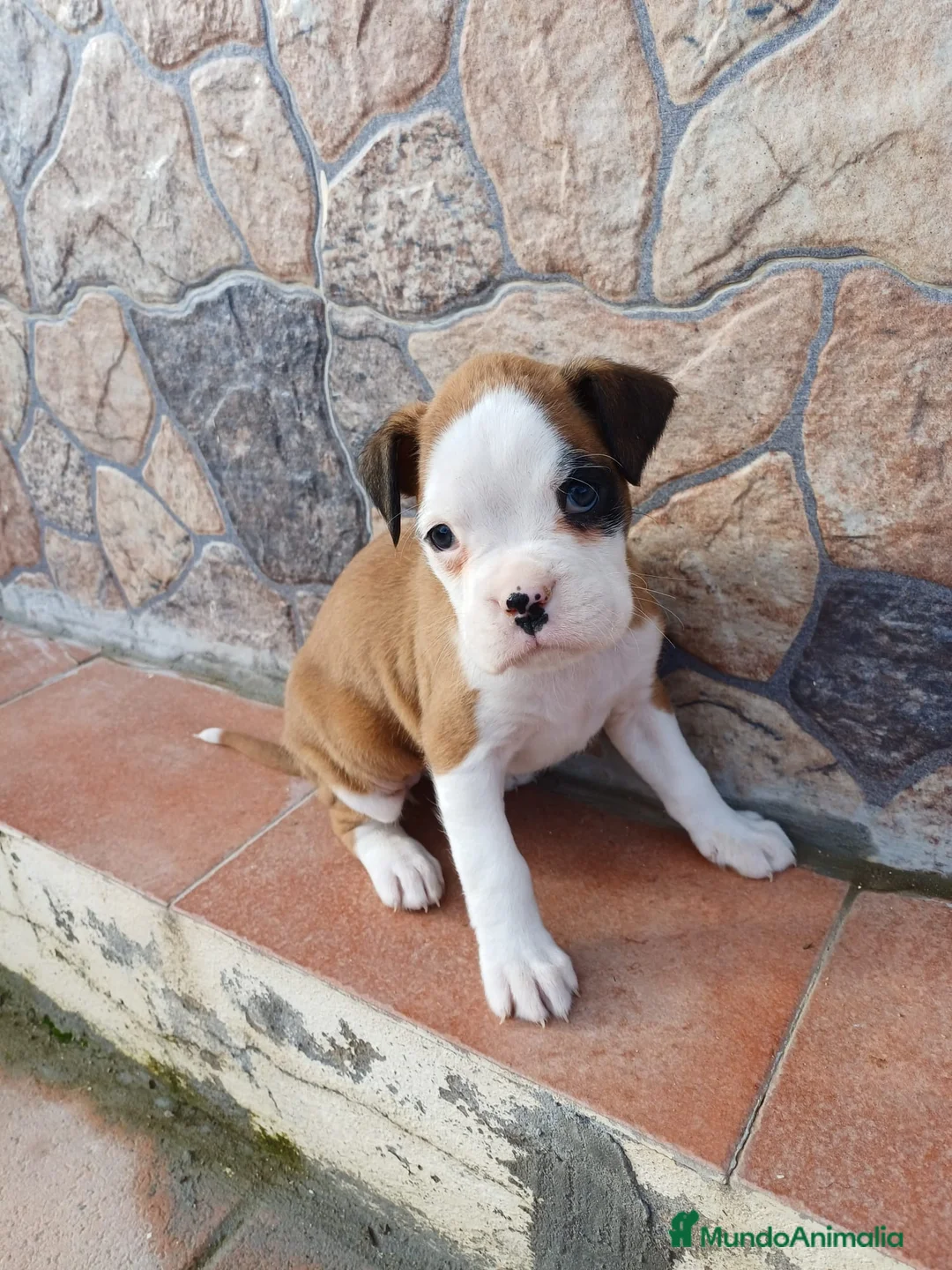 Boxer perros en venta: Bóxer  - Anuncio 6