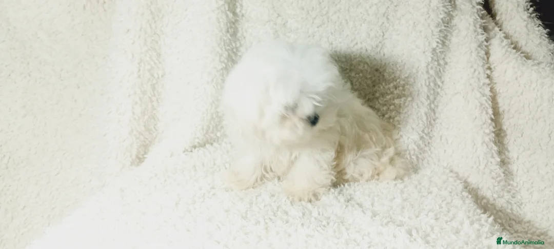 Bichón Maltés perros en venta: ‼️‼️PRECIOSA CAMADA DE BICHÓN MALTES COREANO TOY  - Anuncio 3