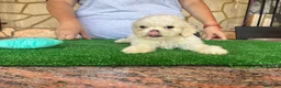 Shih Tzu perros en venta: Machos de shihtzu  - Anuncio 8