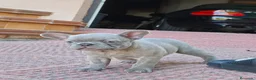 Bulldog Francés perros en venta: Bulldog francés lilac - Anuncio 5