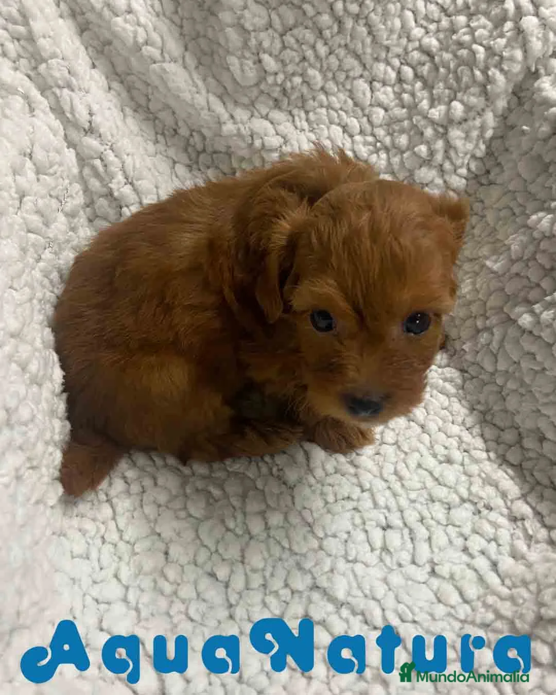 Havapoo perros en venta:  Havapoo Macho 1 de Haya y Can AQUANATURA - Anuncio 5