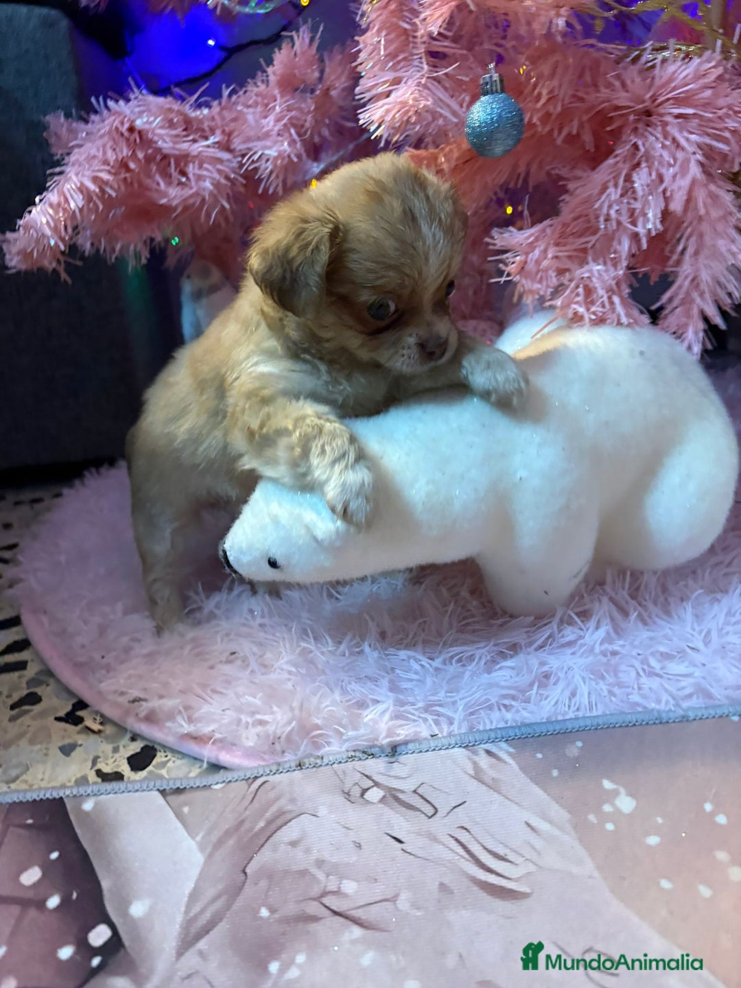 Chihuahua perros en venta: Chihuahua toy pelo largo  - Anuncio 9