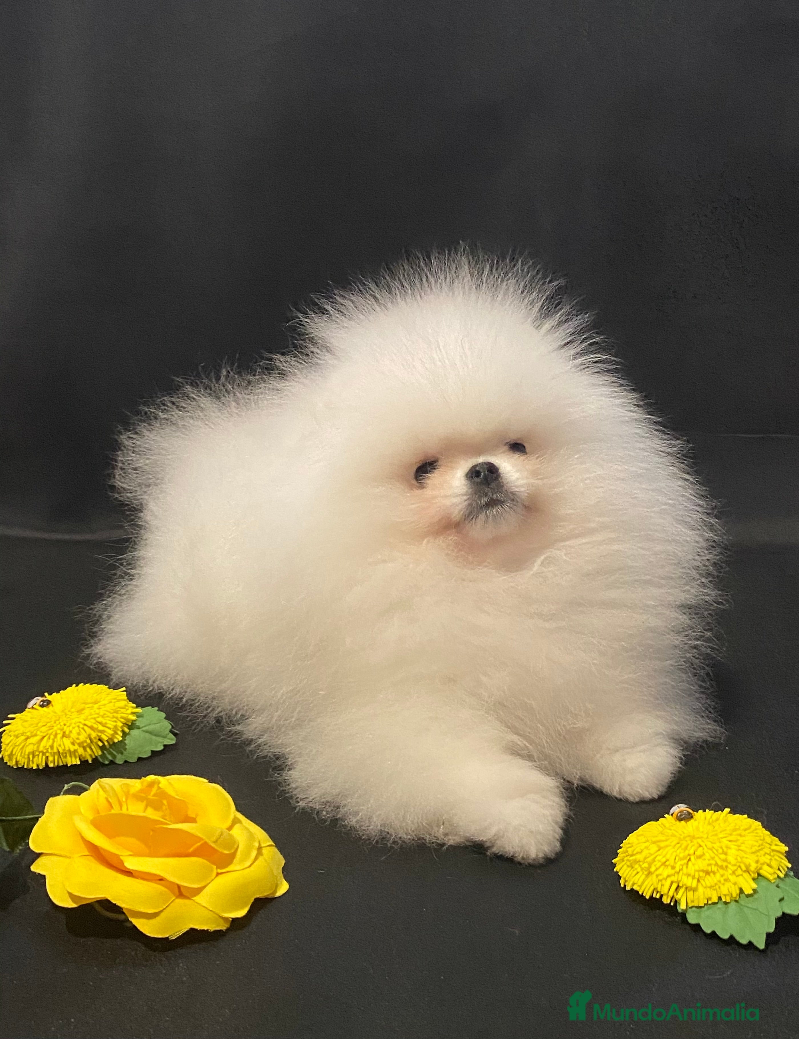 Pomerania perros Pomerania hembra mini - Anuncio 30