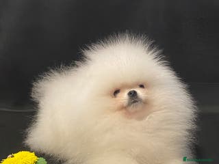 Pomerania perros Pomerania hembra mini - Anuncio 34
