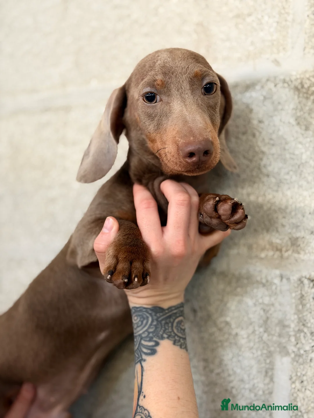 Teckel Miniatura perros en venta: Teckel  Isabella mini  - Anuncio 2