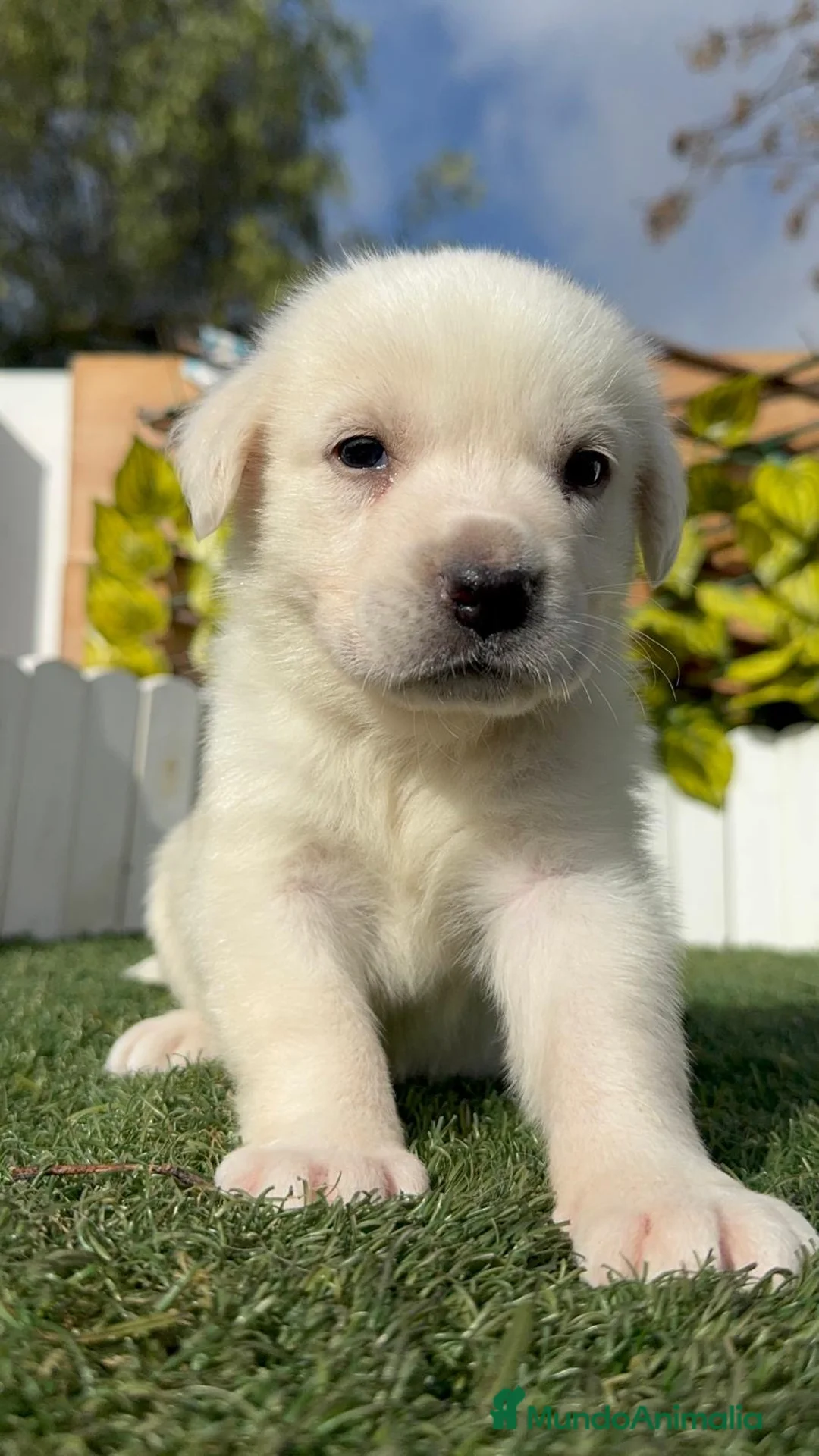 Mastín Español perros en venta: MASTIN ESPAÑOL HEMBRA - Anuncio 4