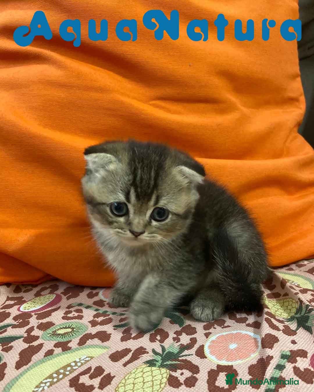 Scottish Fold gatos en venta: Scottish Fold Macho 6413 AQUANATURA - Imagen 3