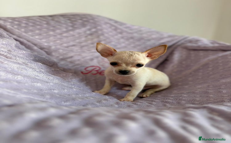 Chihuahua perros - Anuncio 2