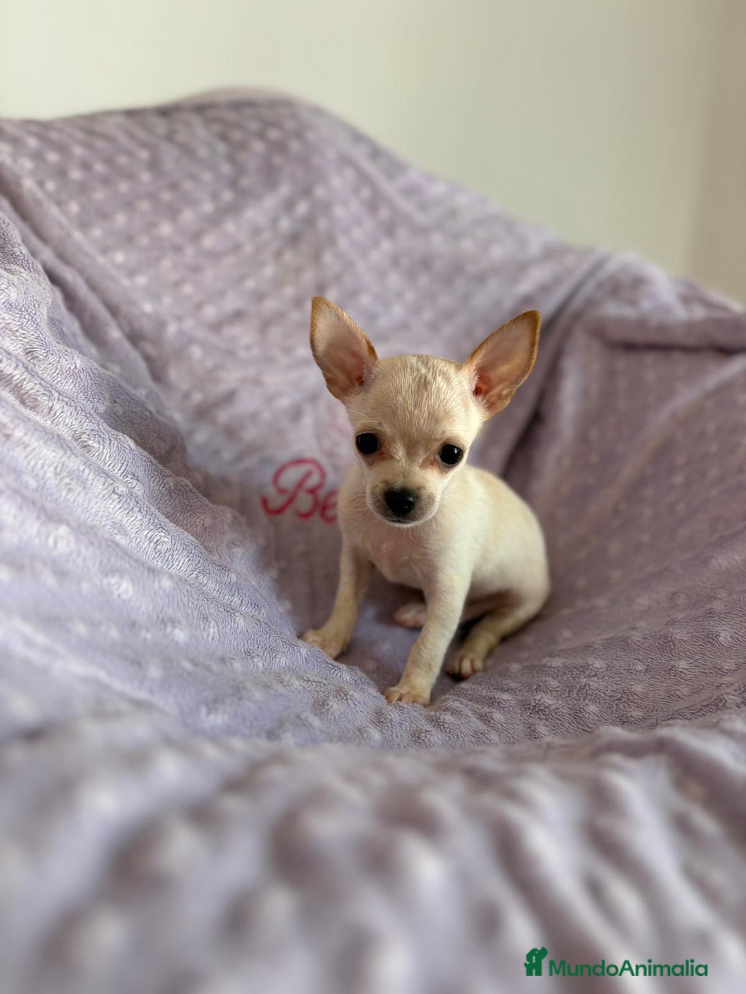 Chihuahua perros en venta: Chihuahua toy - Imagen 1