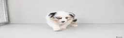 Pastor Australiano perros en venta: Cachorros Pastor Australiano - Anuncio 2