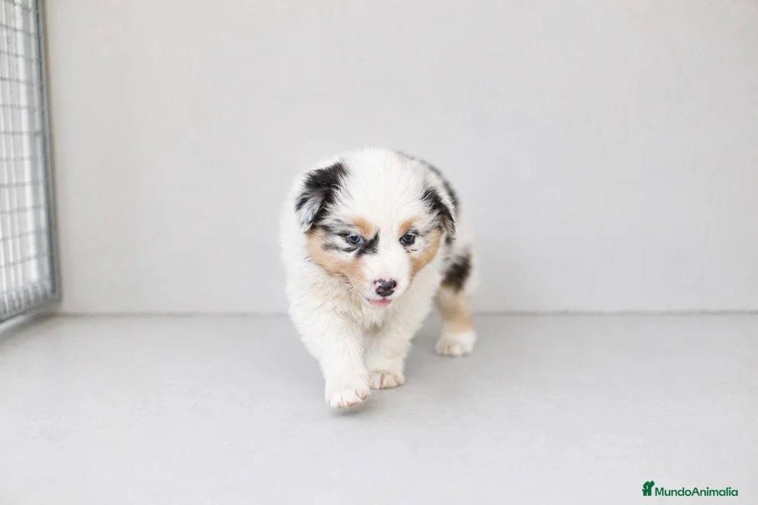 Pastor Australiano perros en venta: Cachorros Pastor Australiano - Anuncio 2
