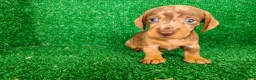 Teckel Miniatura perros en venta: Teckel miniatura  - Anuncio 4