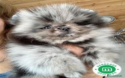 Pomerania perros en venta: Pomeranias Toy machos merle blue - Imagen 3